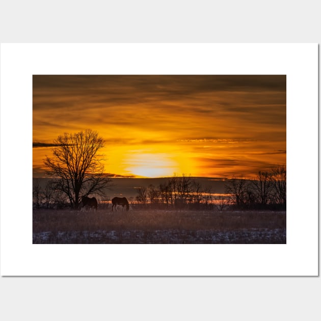 Clydesdale Horses Grazing in an autumn Sunset Wall Art by Jim Cumming